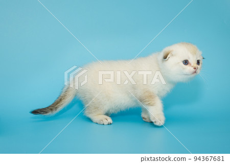 White Scottish fold kitten on a blue background White Scottish fold kitten on a blue background 94367681