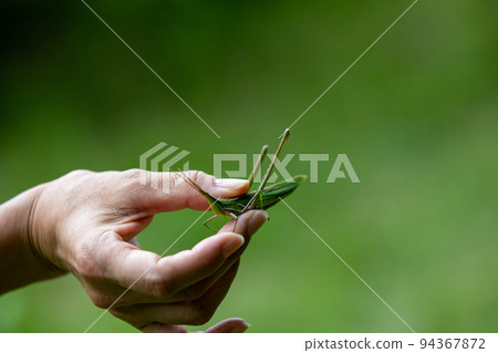 hand with grasshopper hand with grasshopper 94367872