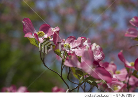 粉紅色的山茱萸花盛開。學名是Cornus florida。 94367899