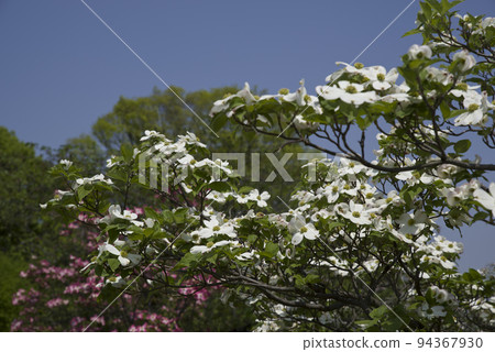 White flowers of dogwood (flowering dogwood) are in bloom. The scientific name is Cornus florida. White flowers of dogwood (flowering dogwood) are in bloom. The scientific name is Cornus florida. 94367930