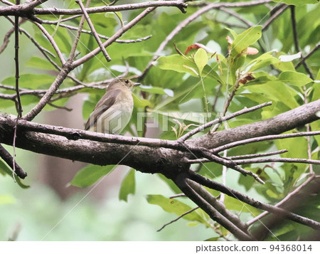 小米母狗在公園裡 94368014