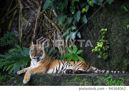 Close up Indochinese tiger is beautiful animal and dangerous 94368062
