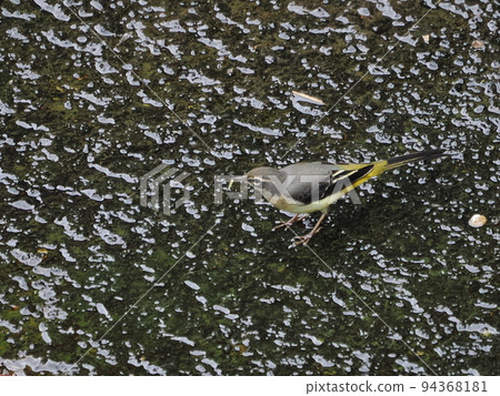 城市河流的奇蹟 94368181