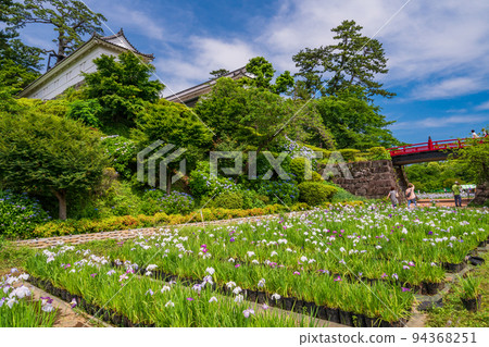 (Kanagawa Prefecture) Odawara Castle Park where hydrangeas and irises bloom (Kanagawa Prefecture) Odawara Castle Park where hydrangeas and irises bloom 94368251