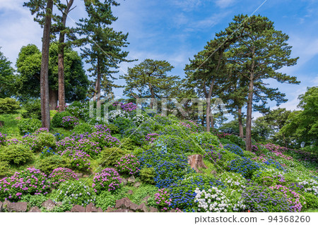 (神奈川縣)繡球花和鳶尾花盛開的小田原城公園 (神奈川縣)繡球花和鳶尾花盛開的小田原城公園 94368260