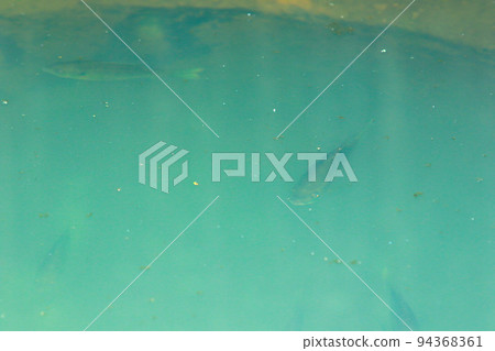 Fish left behind in the center of the cylindrical watershed 94368361