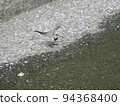 城市河流中的幼年白鶺鴒以蜻蜓為食 94368400