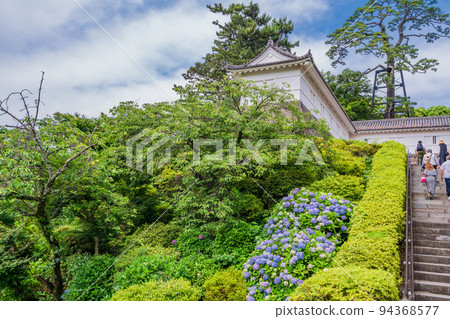 (Kanagawa) Hydrangea blooming Odawara Castle Ruins Park near Tokiwagi Gate 94368577