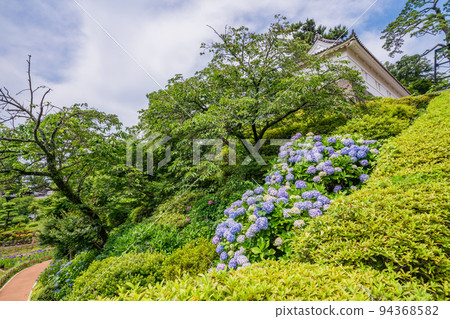 (Kanagawa) Hydrangea blooming Odawara Castle Ruins Park near Tokiwagi Gate 94368582