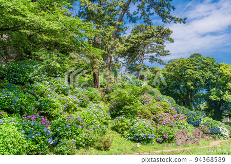 (Kanagawa) Hydrangea blooming Odawara Castle Ruins Park near Tokiwagi Gate (Kanagawa) Hydrangea blooming Odawara Castle Ruins Park near Tokiwagi Gate 94368589