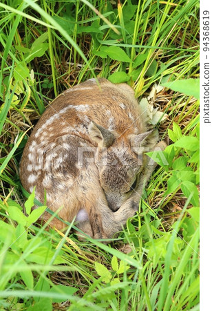 Very cute eurasian roe deer baby Very cute eurasian roe deer baby 94368619