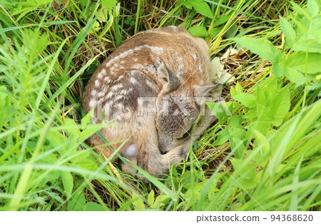 Very cute eurasian roe deer baby 94368620