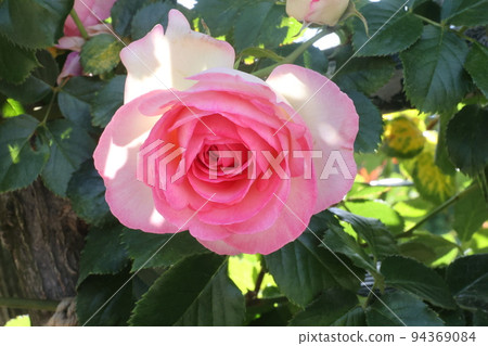 A red rose 94369084