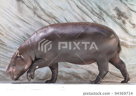 河馬 河馬 94369714