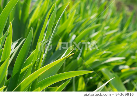 Tall young grass close-up. 94369916