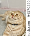 貓起來 貓起來 94370220
