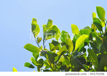 Artocarpus heterophyllus Lam,  A heterophylla or jackfruit or jackfruit tree and sky 94370396