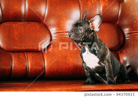Young Small Black French Bulldog Dog Puppy Sitting On Sofa. Funny Dog Baby With Beautiful Black Snout Eyes Bulldog Puppy Dog. Adorable Bulldog Funny Puppy Young Small Black French Bulldog Dog Puppy Sitting On Sofa. Funny Dog Baby With Beautiful Black Snout Eyes Bulldog Puppy Dog. Adorable Bulldog Funny Puppy 94370915