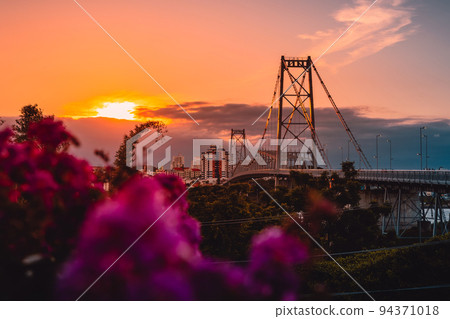 Hercilio luz cable stayed bridge with sunset tones and flowers in Florianopolis 94371018