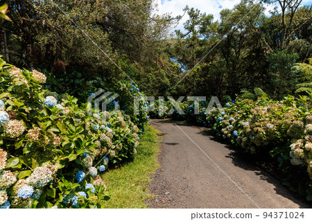 Road with hydrangea flowers to Bride's Veil waterfall in Urubici Road with hydrangea flowers to Bride's Veil waterfall in Urubici 94371024