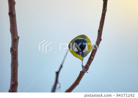 Yellow wild tit bird perching on tree branch on cold winter day Yellow wild tit bird perching on tree branch on cold winter day 94371292