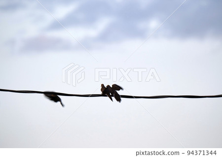 Two pigeons doves kissing or fighting high on wire on blue sky background Two pigeons doves kissing or fighting high on wire on blue sky background 94371344
