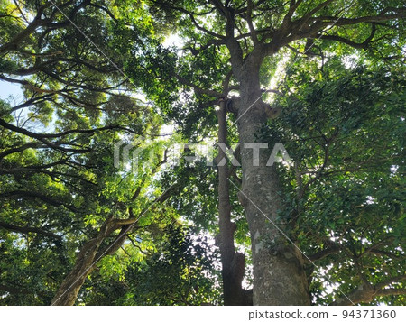 Forest bathing Comfortable sunshine filtering through trees 94371360
