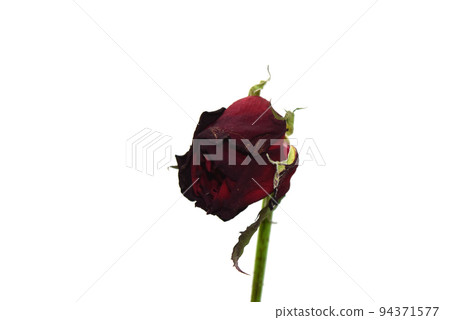 Withered rose white back photo 94371577
