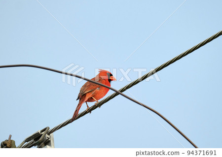 Northern cardinal (Cardinalis cardinalis) perched on a wire during summer on blue sky background 94371691