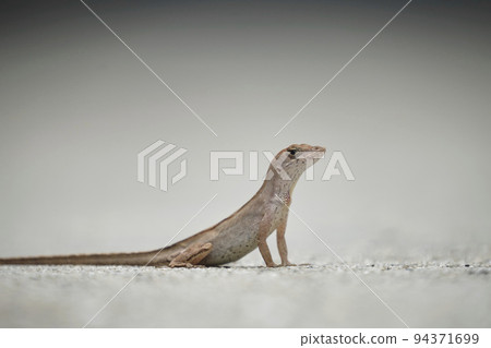 Macro closeup of blown alone lizard warming on summer sun. Anolis sagrei small reptile in native to Florida USA Macro closeup of blown alone lizard warming on summer sun. Anolis sagrei small reptile in native to Florida USA 94371699