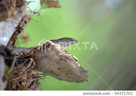 Macro closeup of blown alone lizard warming on summer sun. Anolis sagrei small reptile in native to Florida USA Macro closeup of blown alone lizard warming on summer sun. Anolis sagrei small reptile in native to Florida USA 94371701