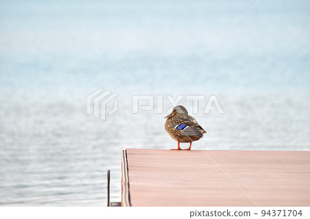 Lonely wild duck resting on lake shore wooden pier. Birdwatching concept 94371704