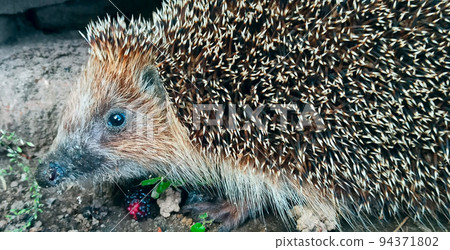 European hedgehog close-up nose and muzzle. wild prickly animal European hedgehog close-up nose and muzzle. wild prickly animal 94371802