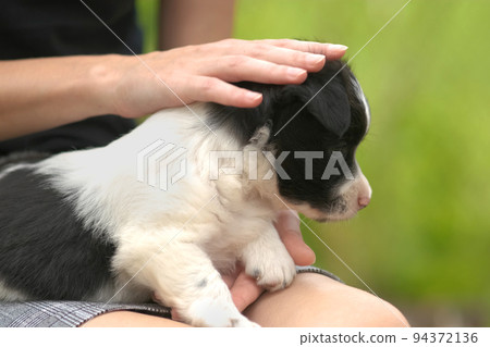Close up of a woman holding small puppy on her lap. Close up of a woman holding small puppy on her lap. 94372136