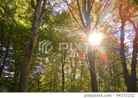 Brightly illuminated with sunlight beams green forest with lush trees at autumn sunrise. Amazing wild woodland on sunny day. Environment and nature protection concept Brightly illuminated with sunlight beams green forest with lush trees at autumn sunrise. Amazing wild woodland on sunny day. Environment and nature protection concept 94372152