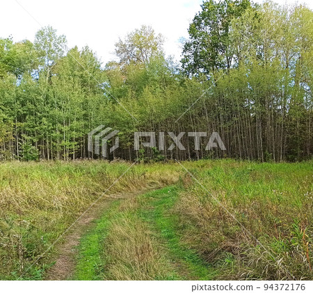 Country road with field of green grass. Summer landscape Country road with field of green grass. Summer landscape 94372176