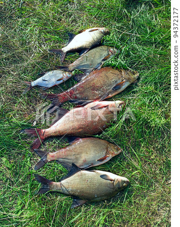 Different sizes of breams on green grass. Successful fishing rich catch 94372177