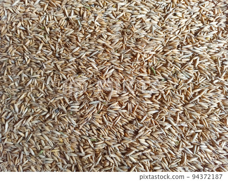 Wheat grain loading in granary. Processing wheat for flour 94372187