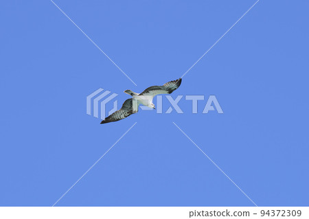 Beautiful wild bird eagle with spread wings flying high in blue sky Beautiful wild bird eagle with spread wings flying high in blue sky 94372309