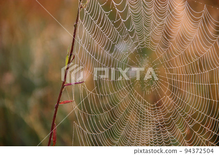Plant is wrapped in wet web at dawn. Water droplets on cobweb 94372504