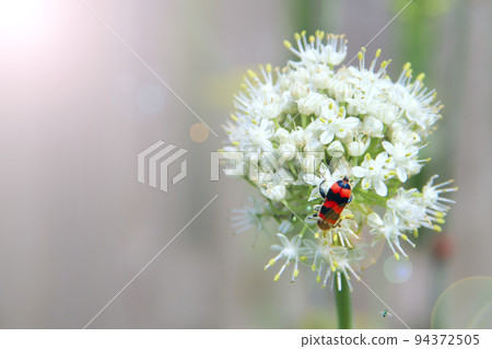 Red Pyrrhocoris apterus on white flowers. Insect in garden. Firebug crawling 94372505