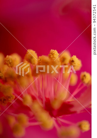 Cayenne or Hibiscus flower detail, Riminmi, Italy Cayenne or Hibiscus flower detail, Riminmi, Italy 94372541