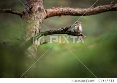 Eurasian pygmy owl sitting on branch in pine forest with copy space. Eurasian pygmy owl sitting on branch in pine forest with copy space. 94372711