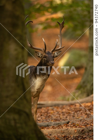 Fallow deer stag peeking from behind a massive tree in autumn forest Fallow deer stag peeking from behind a massive tree in autumn forest 94372740