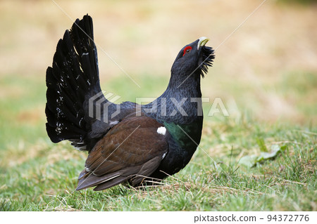 Proud western capercaillie male lekking with open beak in autumn 94372776