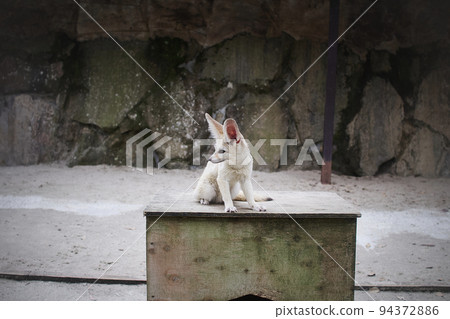 動物園平台上的耳廓太可愛了 94372886