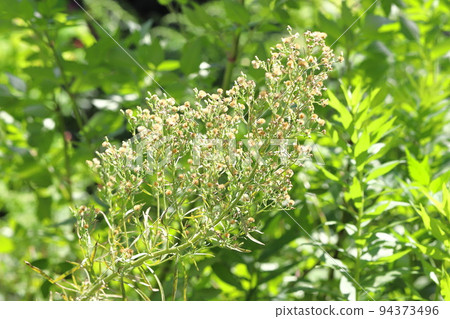 Himemukashi mugwort flowers and seeds Himemukashi mugwort flowers and seeds 94373496
