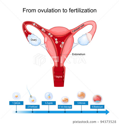 ovulation fertilization and implantation 94373528