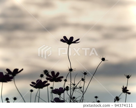 Cosmos Cosmos 94374111