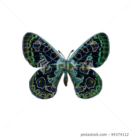 Fantastic emerald green iridescent butterfly isolated on white. Decor element for design art, nature concept Fantastic emerald green iridescent butterfly isolated on white. Decor element for design art, nature concept 94374112